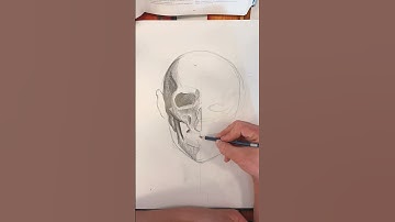 Quick timelapse of anatomical skull studies