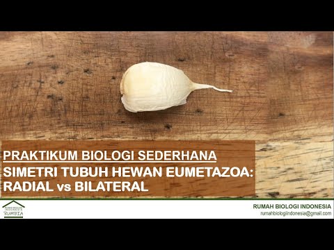 Video: Hewan apa yang simetri radial?