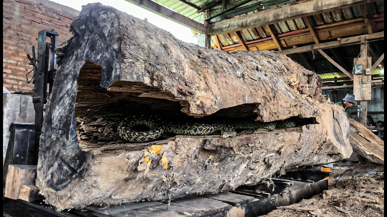 Shocking Trembesi Log ‼️ Rotten Wood Full of Horrifying Clumps at the ...