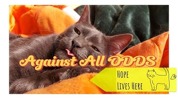 De kat die mij leerde hoe ik weer moest leven – Moezza