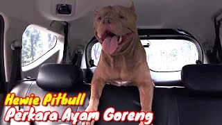 Cute Pitbull dog asks to eat fried chicken | Hewie Pitbull