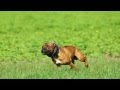 Staffordshire Bull Terrier Sporting Club France Tournament 2013