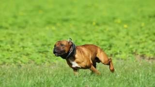 Staffordshire Bull Terrier Sporting Club France Tournament 2013