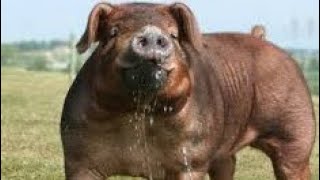 картинка: З допомогою в ДАР всі пролетіли...//Кабан 4.5 міс. 125 кг 🐷