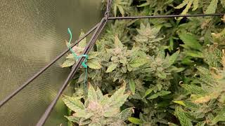 Harvest Day!🥳