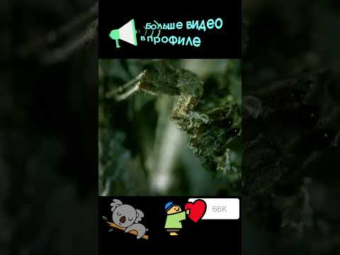 Паук #nationalgeographic #вмиреживотных #кино #животные #животные #тикток #snake #reptiles