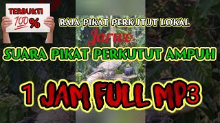 SUARA PIKAT PERKUTUT PALING AMPUH MP3 | SUARA BURUNG PERKUTUT UNTUK PIKAT MP3 | PIKAT PERKUTUT LOKAL