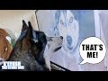 Shocked Husky Recognises Himself On TV!