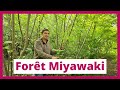 Reconstitution dcosystmes forestiers 10 fois plus rapide  la mthode miyawaki avec urban forests