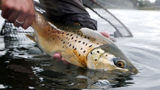 Fly Fishing for BIG TROUT in Crystal Clear Water