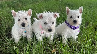 The Three Westie Girls by K&MPawTails 135 views 9 months ago 2 minutes, 4 seconds