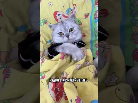 Почему коты любят спать с женщинами, а не с мужчинами #кот #кошка #shorts