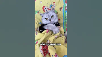 Почему коты любят спать с женщинами, а не с мужчинами #кот #кошка #shorts