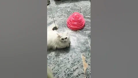 Video 5125631: white persian cat playing, persian cat white male, cat male vs female, male cat cute