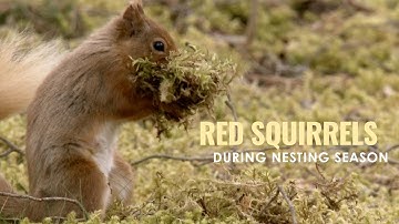 Observe Red Squirrels during nesting season