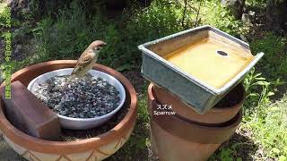 野鳥を庭に　スズメ　蜂　メジロ　シジュウカラ　240518　'Invite wild birds to the garden' Today's bird bath.