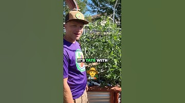 3 pro tips for trimming tomato plants 👨‍🌾🌽#tomatoplants