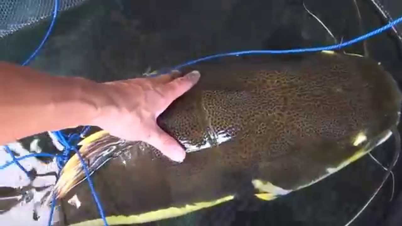 レッドテールキャット測定 飼育３年目 Redtail Catfish Youtube