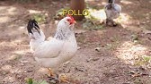 Cómo se dice pollos en inglés - YouTube