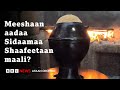 Shaafeetaan aadaa Sidaamaa keessatti maaliif iddoo guddaa qaba? | BBC News Afaan Oromoo