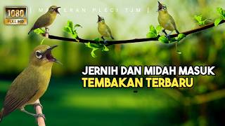 🔴 LIVE Masteran Pleci Terbaru Tembakan Variasi Suara Jernih Mudah Ditiru !!