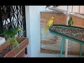 Yellow  Parrot