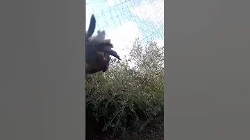 صيد عصفور التين على الشبك 