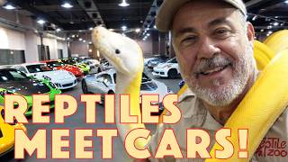 Reptiles & Cars… What Could Go Wrong? 😳🐊🚗