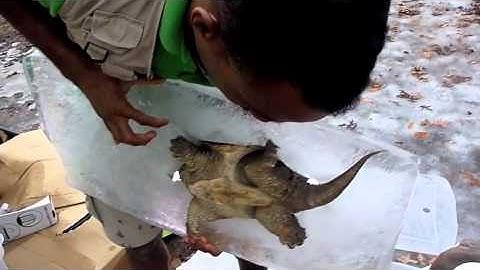 Snapping Turtle Hibernation by Erik