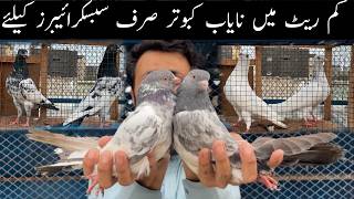 Teddy Rampuri Ferozpuri Wheshi Faqeergul Golden Quality Pigeons Only For Subscribe