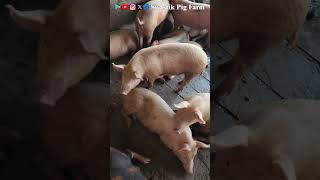 Amazing Breed Boar.#piggery #swastikpigfarm #pig #trending#piggerybusiness  #business