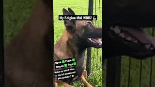 Training my Belgian MALINOIS! Check out my latest video to see this entire session! With Mistakes!