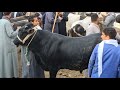 اسعار العجول الذكوره اللحم البقري في سوق ابو حمص بحيره يوم 5 5 2026