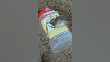 Plastic Bottle Mouse Trap - DIY Homemade 2021 Part 05