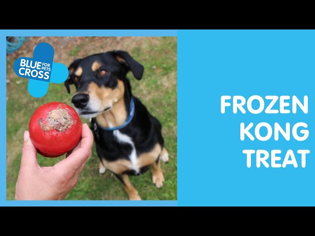 Why Your Dog Needs a Frozen Kong · The Wildest