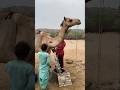 يقوم سكان الصحراء بجلب الماء من أماكن بعيدة ويجمعونه في بئر في المنزل يقوم سكان الصحراء بجلب الماء من أماكن بعيدة ويجمعونه في بئر في المنزل