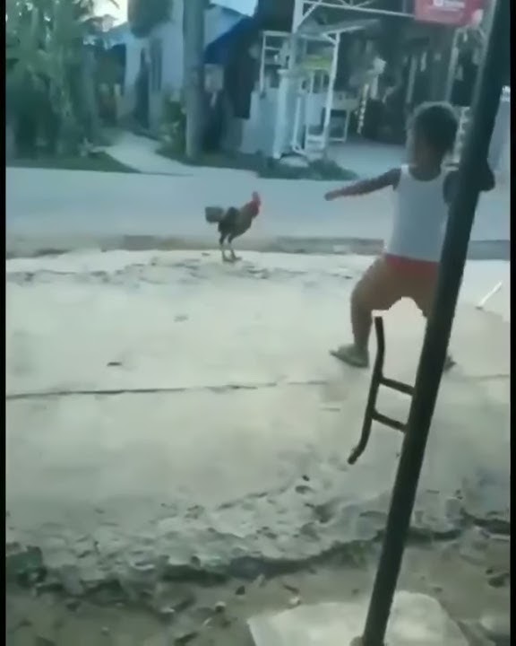 story wa 30 detik anak kecil VS ayam kocak