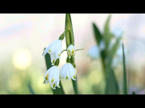 Die Sommerknotenblume läutet den Frühling ein.