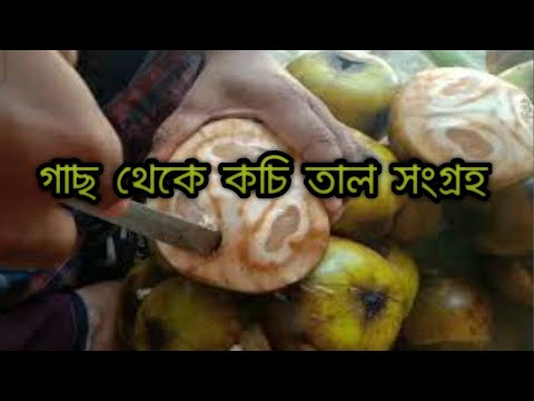 ভিডিও: Hamerops - পাখা পাতা সঙ্গে তাল গাছ