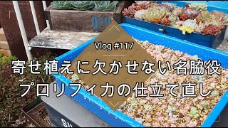 【Vlog117】【多肉植物を増やす】寄せ植えに欠かせない名脇役❤プロリフィカ（旧プロリフェラ）の仕立て直し【多肉挿し木】【多肉を殖やす】