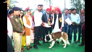 Ghumarwin dog show  m first  position.    st Bernard dog   !!  dog name siri