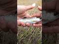 He’s a mess #rainbowtrout #browntroutfishing #troutfishing #trout #creekfishing