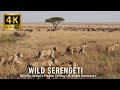 WILD SERENGETI | Battle for Survival in Predator Territory |  Full 4K Wildlife Animal documentary