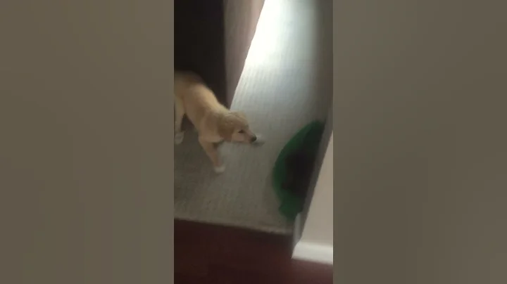 Doggy
