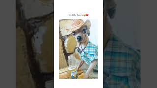 The sad status chihuahua cowboy #dog #funnydog #comedy #shortsvideo #chihuahua