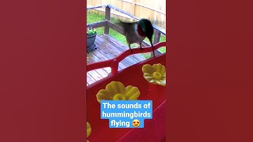 The sounds of hummingbirds flying 😍 #youtubeshorts #birdwatching #hummingbirdfeeder