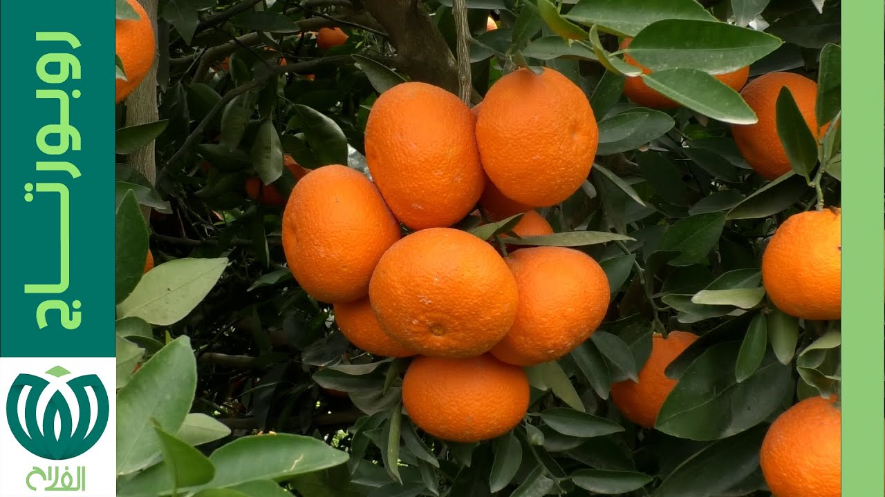 شعبة الحمضيات ـ ولاية تيبازة