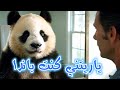 ياريتني كنت باندا أغنية موسيقى ريجاتون حصريا