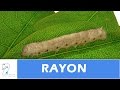 Video de Rayon