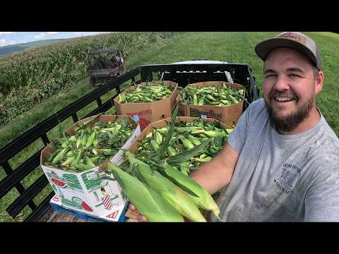 MASSIVE CORN HARVEST FOR ORDER'S Plus Adding something special to the Harvest